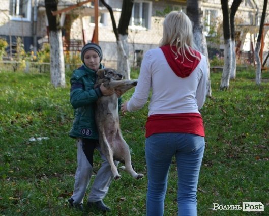 Як у Луцьку ловлять бродячих собак. ФОТО