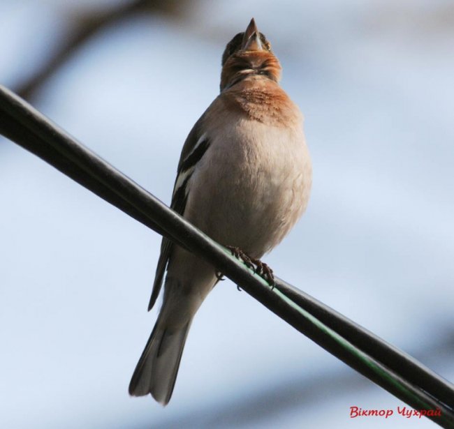 Птахи рівнодення: чудові світлини від луцького фотографа