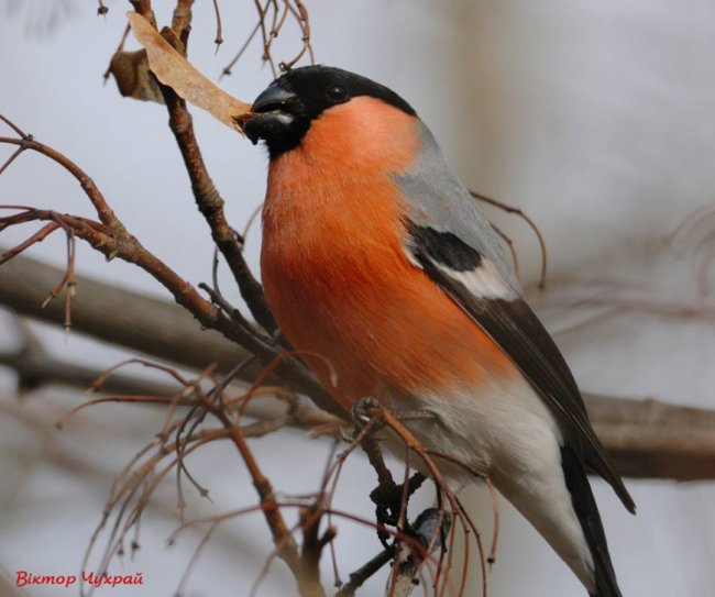 Птахи рівнодення: чудові світлини від луцького фотографа
