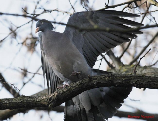 Птахи рівнодення: чудові світлини від луцького фотографа