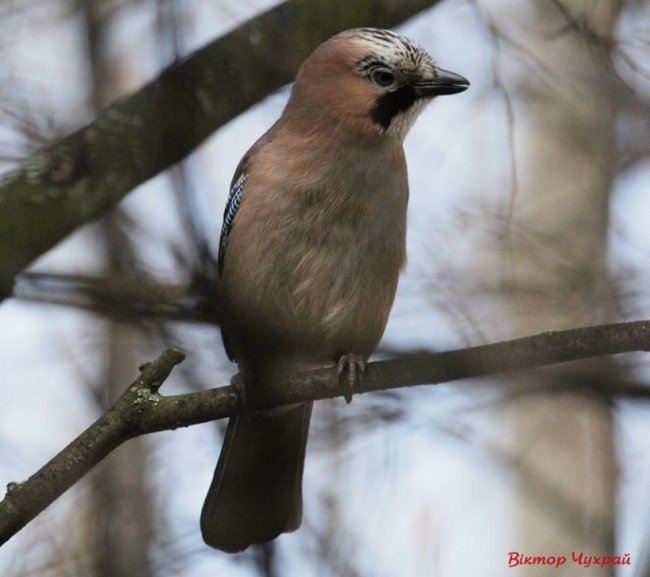 Птахи рівнодення: чудові світлини від луцького фотографа