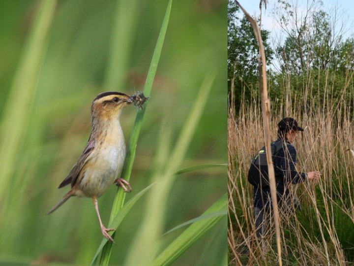 Науковці з п'яти країн досліджували нацпарк на Волині: шукали одного з найрідкісніших птахів Європи