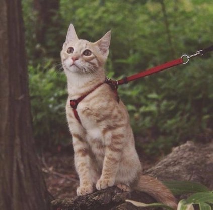  Коти-мандрівники, які не бояться відкривати світ. ФОТО