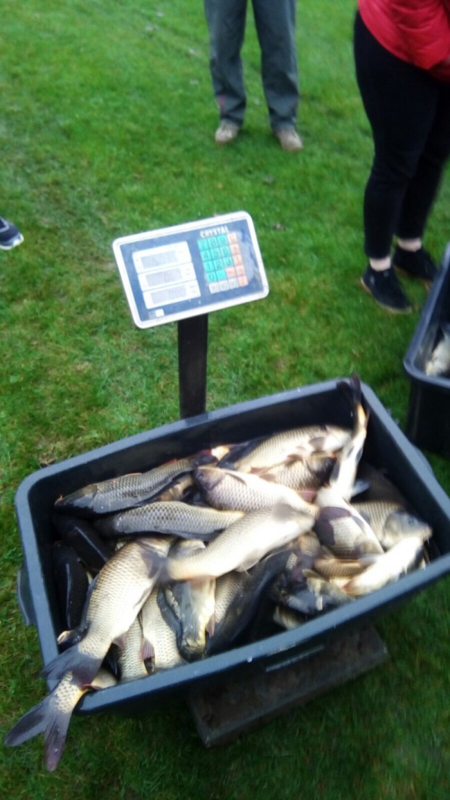 Небайдужі волиняни випустили у річку понад пів тонни риби. ФОТО