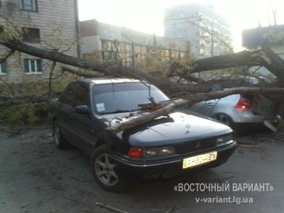 У Луганську дерево розтрощило три іномарки. ФОТО
