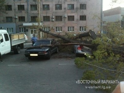 У Луганську дерево розтрощило три іномарки. ФОТО