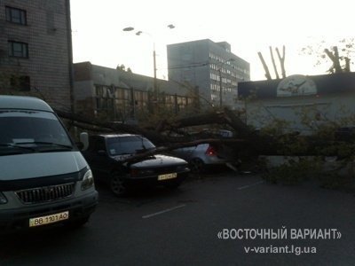 У Луганську дерево розтрощило три іномарки. ФОТО