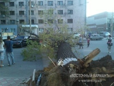 У Луганську дерево розтрощило три іномарки. ФОТО