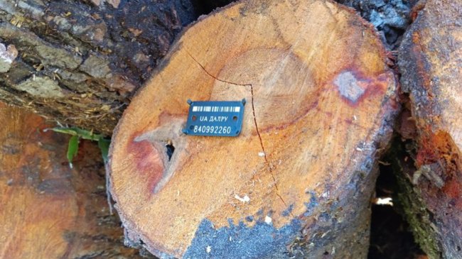 Скільки у лісництвах на Волині коштують дрова. ВІДЕО, ФОТО