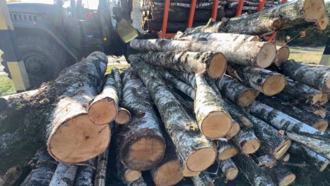 Скільки у лісництвах на Волині коштують дрова. ВІДЕО, ФОТО