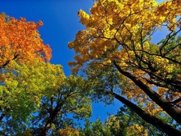 «Грибна» погода: на вихідні в Україну повернеться тепло