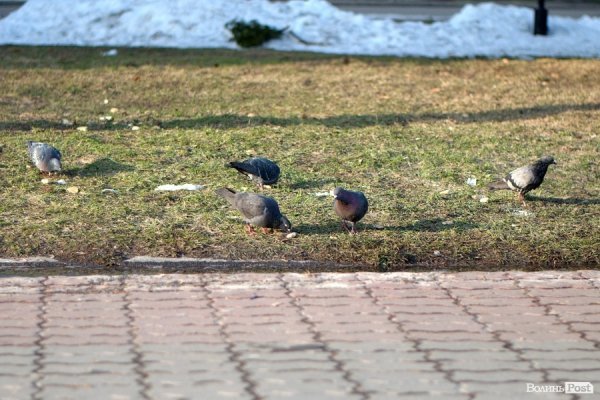 Весна у Луцьку. ФОТО