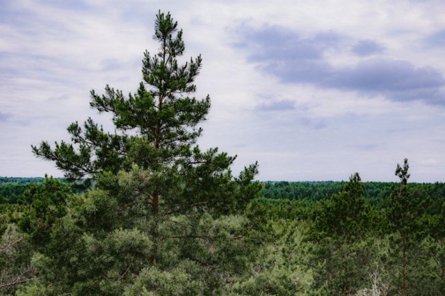 Луцька фотографка показала красу загадкового Черемського болота 