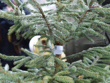 За скільки можна купити новорічну ялинку на Волині