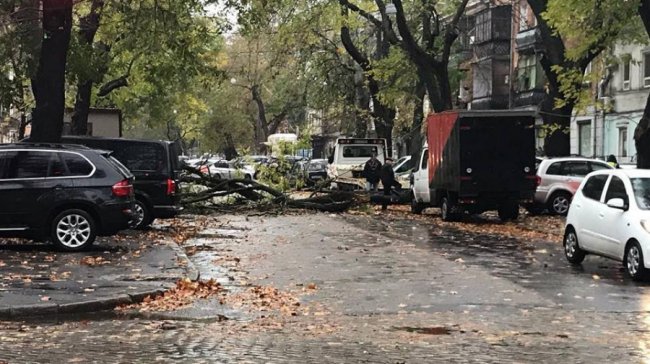 В Одесі буревій повалив дерево: постраждало 10 автомобілів. ФОТО