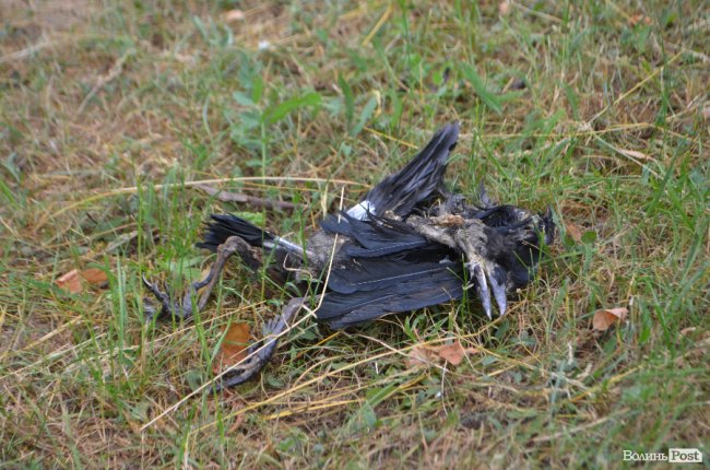 Тушки ворон і курячий послід: лучанин нарікає на безлад поблизу гуртожитків. ФОТО