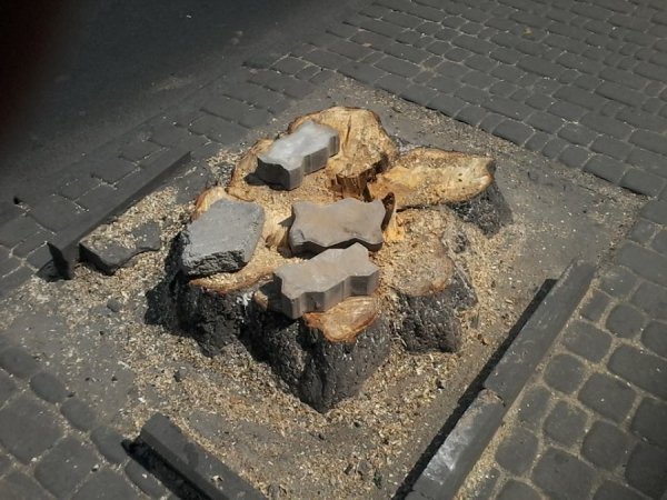 Луцьк продовжують «зачищати» від дерев. ФОТО