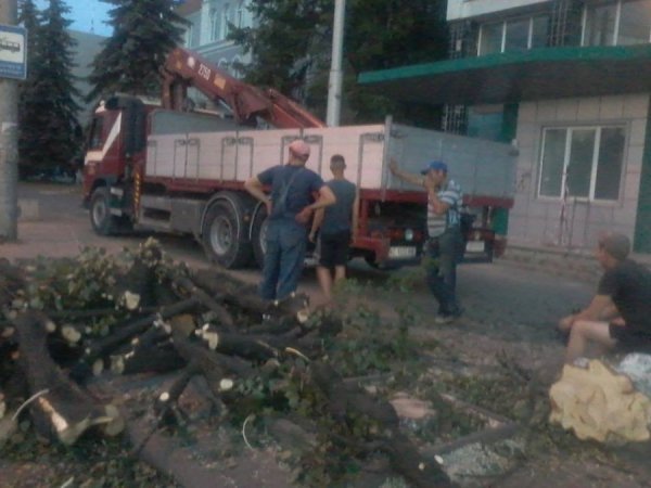 Луцьк продовжують «зачищати» від дерев. ФОТО