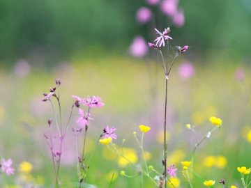 Краса і спокій: шацькі фотозамальовки
