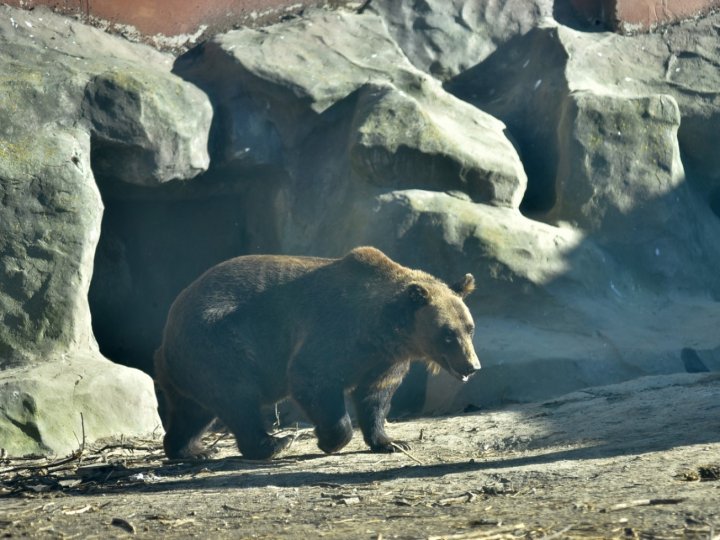 Ведмеді у Луцькому зоопарку готуються до зимової сплячки