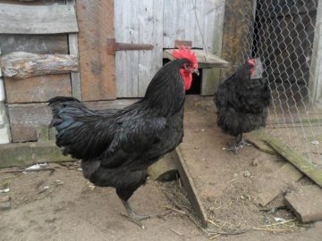 Лучани «заклали» сусідів, які тримають птицю у халабуді