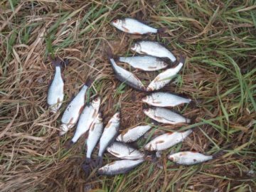 На Волині покарали рибних браконьєрів. ФОТО