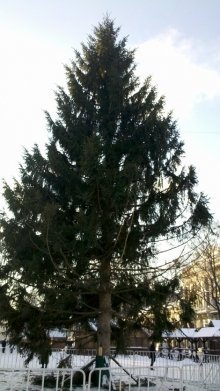 У центрі Львова поставили обскубану ялинку. ФОТО
