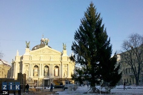У центрі Львова поставили обскубану ялинку. ФОТО