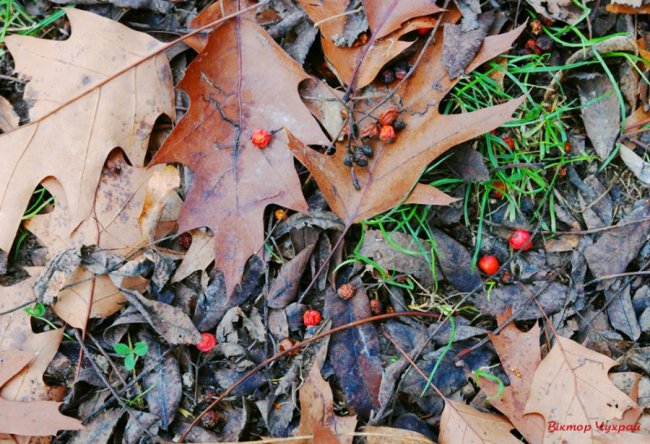 Морозний ранок у Луцьку: атмосферні фото