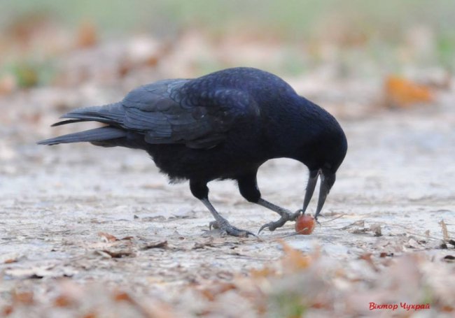 Морозний ранок у Луцьку: атмосферні фото