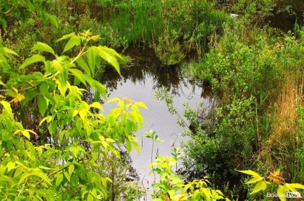 У Луцьку величезне сміттєзвалище «не помічають» більше 10 років