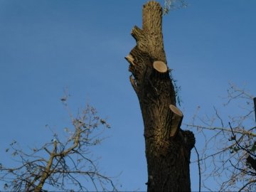 Кронувати дерева у Луцьку - дороге задоволення