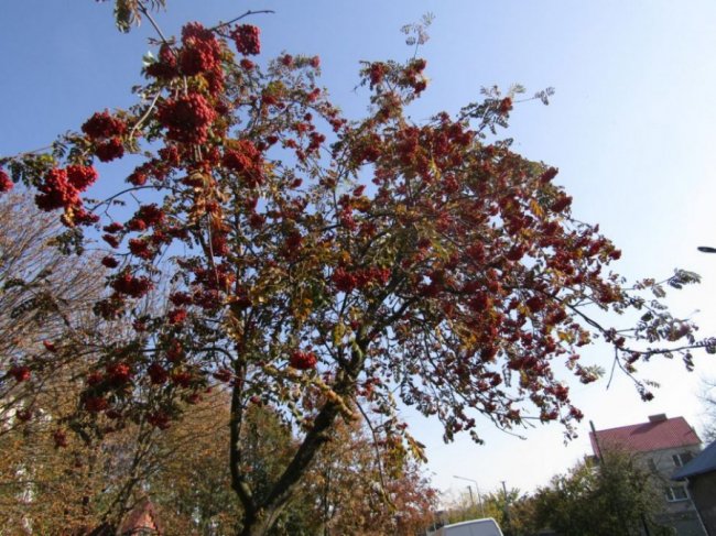 Краса золотої осені у місті на Волині. ФОТО