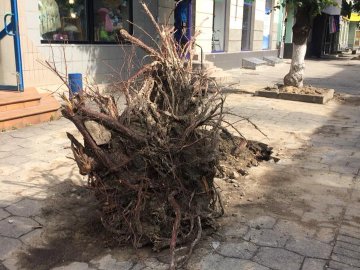 «Нова луцька атракція», – депутат про залишки поваленого дерева в центрі міста