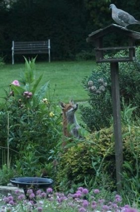 лисиця Меггі Брюс