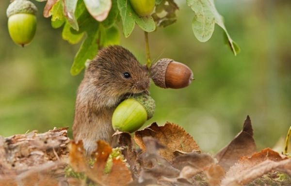 полівка Філа Вінтера 