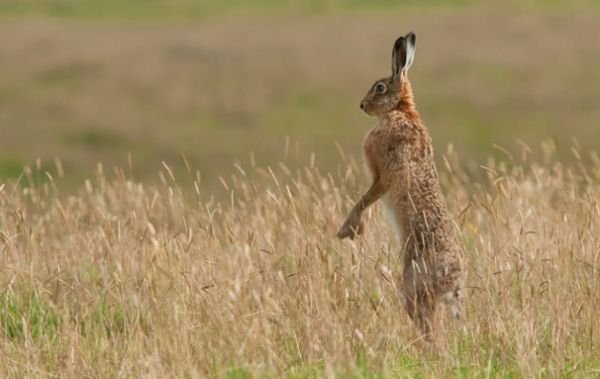  заєць Стюарта Скотта