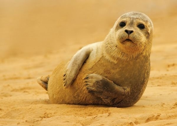 тюлень від Алекса Беррімена