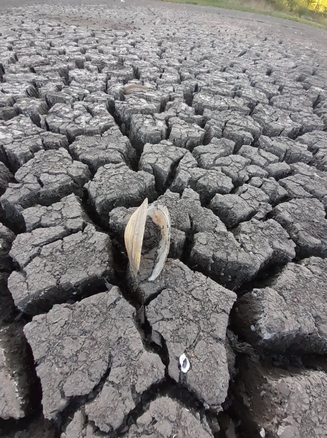 Між волинськими селами наповнилося водою лісове озеро. ФОТО