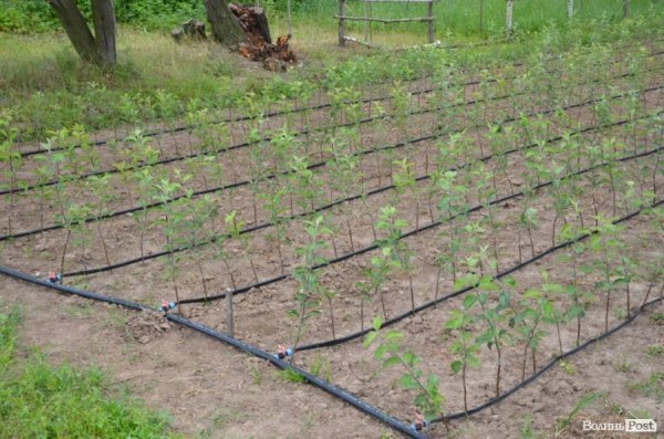 П’ятеро фермерів Горохівського району конкуруватимуть з поляками. ФОТО* 