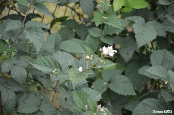 П’ятеро фермерів Горохівського району конкуруватимуть з поляками. ФОТО* 