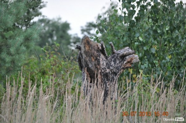 Військовий полігон на Волині потерпає від безгосподарності. ФОТО