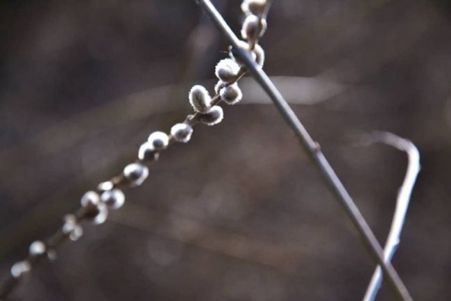 Сонце, весна, котики: як Луцьк прокидається після зими. ФОТО