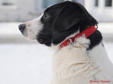 Розповіли, як живеться знаменитому луцькому Біму у нових господарів. ВІДЕО
