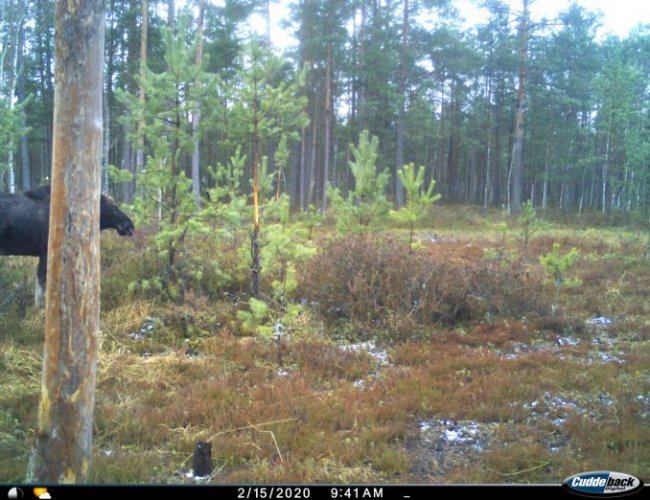 На Волині фотопастка зафіксувала рідкісну тварину. ФОТО