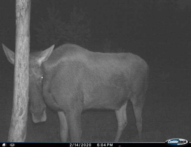 На Волині фотопастка зафіксувала рідкісну тварину. ФОТО