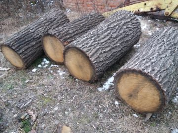 Хотів зробити меблі: на Волині судили чоловіка, який вкрав три колоди дуба