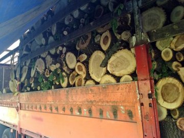 На Волині лісова охорона знайшла покинутий автомобіль з деревиною