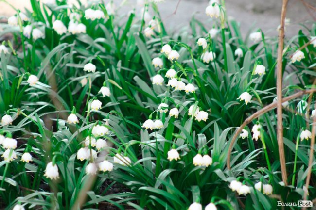 Пасхальні дні у Луцьку. ФОТО