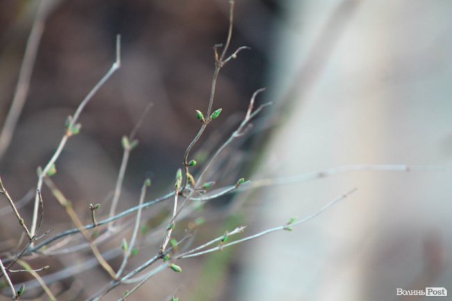 Пасхальні дні у Луцьку. ФОТО